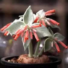 Image result for Sinningia