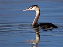 Attēlu rezultāti vaicājumam “Podiceps cristatus”