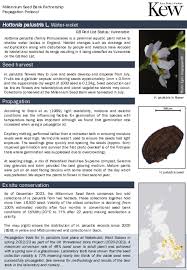 Attēlu rezultāti vaicājumam “Hottonia palustris fruit”