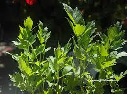 Image result for Liebstöckel