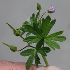Attēlu rezultāti vaicājumam “Geranium pusillum leaf”