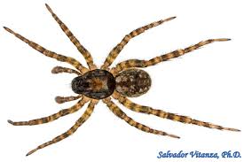 Attēlu rezultāti vaicājumam “Arachnida”