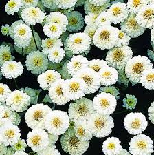 Image result for Tanacetum parthenium