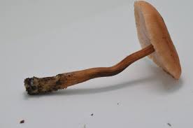 Attēlu rezultāti vaicājumam “Collybia acervata”