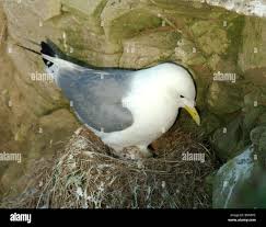 Attēlu rezultāti vaicājumam “Rissa tridactyla nest”