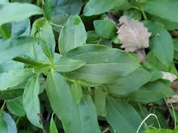 Attēlu rezultāti vaicājumam “Saponaria officinalis”