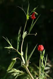 Attēlu rezultāti vaicājumam “Lathyrus palustris bud”
