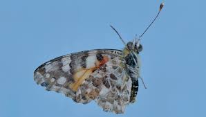 Attēlu rezultāti vaicājumam “Vanessa cardui underside”