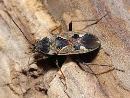 Attēlu rezultāti vaicājumam “Lygaeidae”