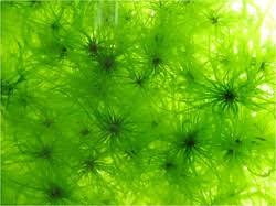 Attēlu rezultāti vaicājumam “Chlorophyta”