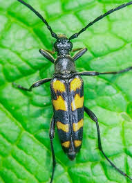 Attēlu rezultāti vaicājumam “Leptura quadrifasciata”