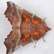 Attēlu rezultāti vaicājumam “Scoliopteryx libatrix”