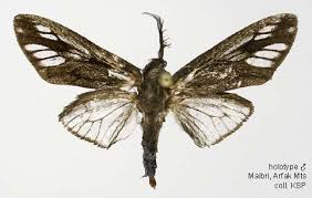 Attēlu rezultāti vaicājumam “Psychidae”