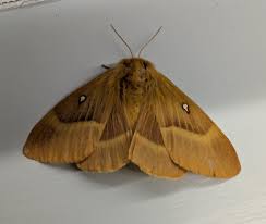 Attēlu rezultāti vaicājumam “Cabera pusaria female”