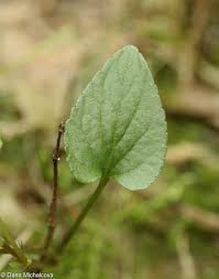 Attēlu rezultāti vaicājumam “Viola canina fruit”