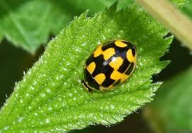 Attēlu rezultāti vaicājumam “Propylea quatuordecimpunctata”