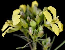 Attēlu rezultāti vaicājumam “Sisymbrium volgense flower”