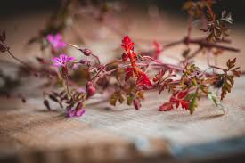 Attēlu rezultāti vaicājumam “Geranium robertianum fruit”