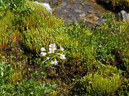Attēlu rezultāti vaicājumam “Bryum schleicheri”