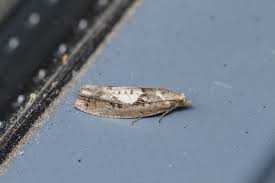 Attēlu rezultāti vaicājumam “Epinotia brunnichana”