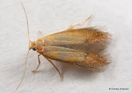 Attēlu rezultāti vaicājumam “Tischeriidae”