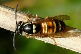 Attēlu rezultāti vaicājumam “Vespula rufa”