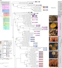 Attēlu rezultāti vaicājumam “Heterotrichia oerstedii (syn. Arcyria oerstedii)”