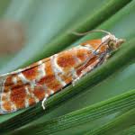 Attēlu rezultāti vaicājumam “Rhyacionia pinicolana”