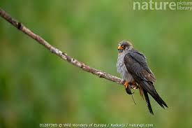 Image result for Falco vespertinus