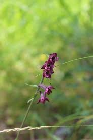 Attēlu rezultāti vaicājumam “Epipactis atrorubens fruit”