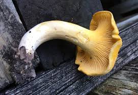 Attēlu rezultāti vaicājumam “Cantharellus cibarius”