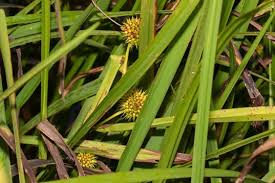 Attēlu rezultāti vaicājumam “Sparganium neglectum”