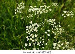 Attēlu rezultāti vaicājumam “Anthriscus sylvestris flower”