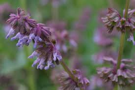 Attēlu rezultāti vaicājumam “Salvia verticillata leaf”