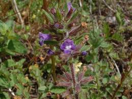 Attēlu rezultāti vaicājumam “Acinos arvensis flower”
