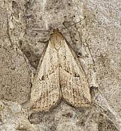 Attēlu rezultāti vaicājumam “Hypenodes humidalis”