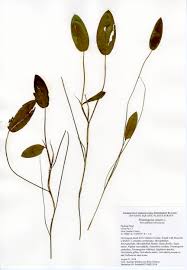 Attēlu rezultāti vaicājumam “Potamogeton natans”