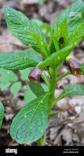 Attēlu rezultāti vaicājumam “Scopolia carniolica leaf”