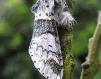 Attēlu rezultāti vaicājumam “Furcula bifida”