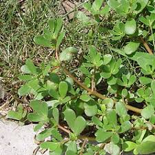 Attēlu rezultāti vaicājumam “Portulaca oleracea”