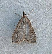 Attēlu rezultāti vaicājumam “Udea prunalis”