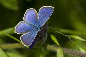 Attēlu rezultāti vaicājumam “Cyaniris semiargus”