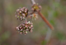 Attēlu rezultāti vaicājumam “Ulmus glabra flower”
