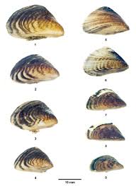 Attēlu rezultāti vaicājumam “Dreissena polymorpha”
