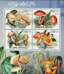 Attēlu rezultāti vaicājumam “Gomphidius roseus”