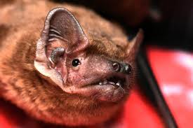 Attēlu rezultāti vaicājumam “Nyctalus noctula”