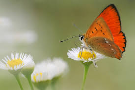 Attēlu rezultāti vaicājumam “Lycaena virgaureae female”