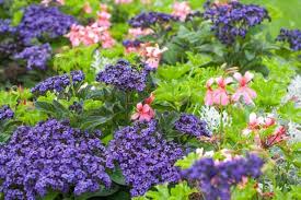 Image result for Cineraria maritima