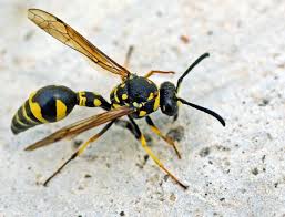 Attēlu rezultāti vaicājumam “Eumenidae”