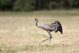 Attēlu rezultāti vaicājumam “Grus grus”